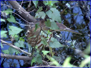 American Bittern