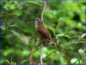 Carolina Wren