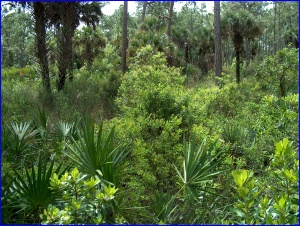 Corkscrew Swamp