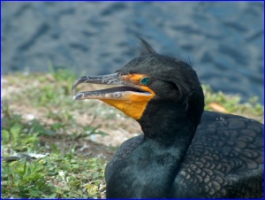 Cormorant Closeup