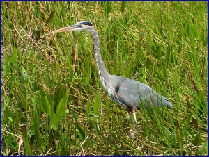 Great Blue Heron