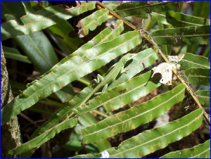 Green Anole