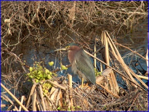 Green Heron