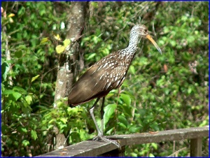 Limpkin