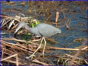 Little Blue Heron