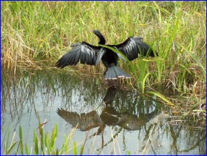Mr Anhinga
