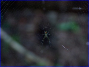 Orchard Orb Weaver spider