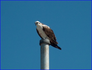 Osprey