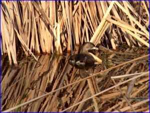 Pied-Billed Grebe
