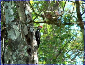 Pileated Woodpecker