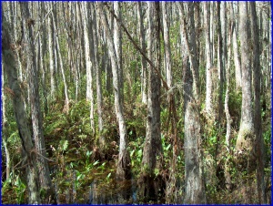Pond Cypress