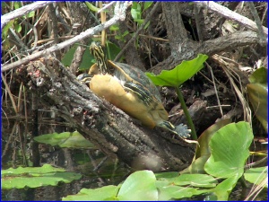Florida Red-Belly Turtle