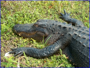 Sleepy Gator