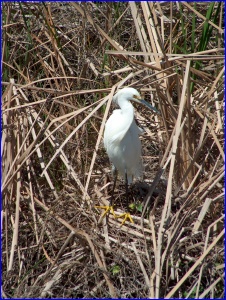 Snowy Egret