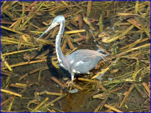 Tricolored Heron 1