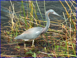Tricolored Heron 2