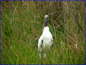 Wood Stork
