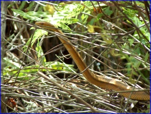 Yellow Rat Snake