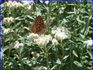 Butterfly Feeding