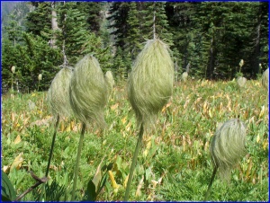 Dr. Seuss flower