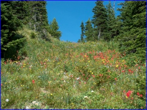 Flower Hillside
