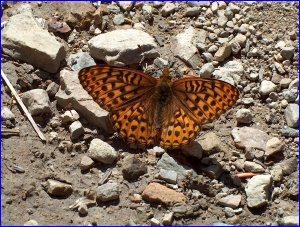 Fritillary