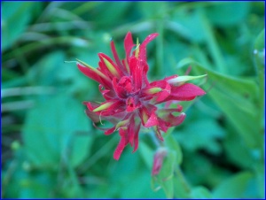 Indian Paintbrush