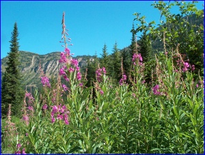 Purple Loosestrife
