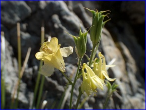 Yellow Columbine