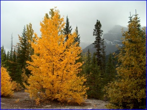 Incandescent Aspen