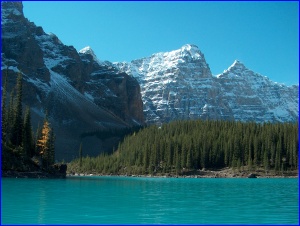 Moraine Larch
