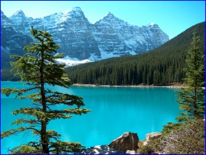 Moraine Lake Tree