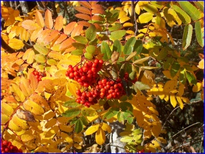Rowan