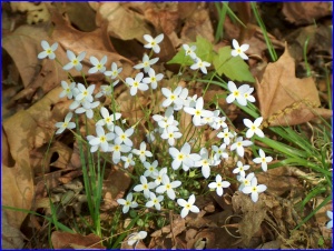 Bluets