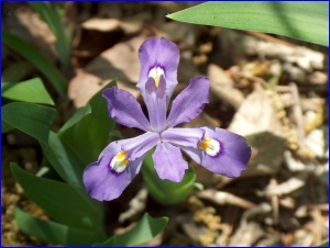 Crested Dwarf Iris