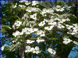 Dogwood Closeup