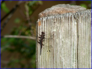Dragonfly