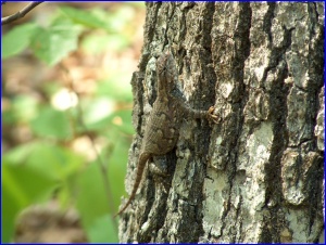 Fat Lizard