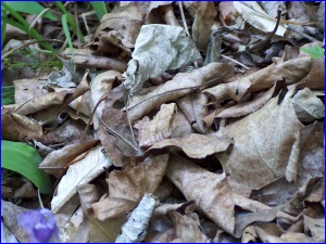 Northern Spring Peeper