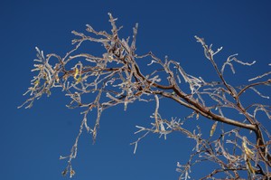 Iced tree