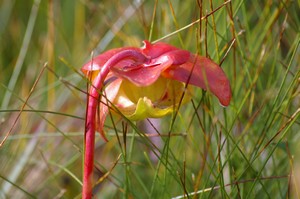 Pitcher Plant Flower