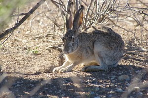 Jackrabbit