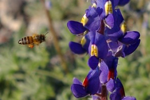 Bluebonnet Bee Bluebonnets with Bee