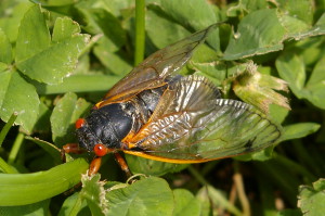Brood II Cicada