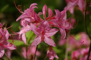 Azalea