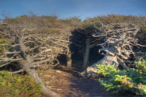Tuckamore
