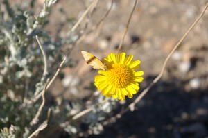 Sleepy Orange on Desert Marigold Sleepy Orange on Desert Marigold