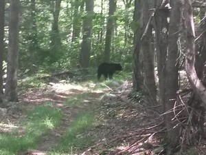 Blurred Black Bear Blurred Black Bear