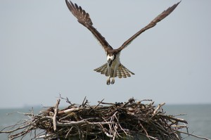 Osprey at Kiptopeke