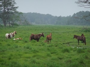Chincoteague Ponies